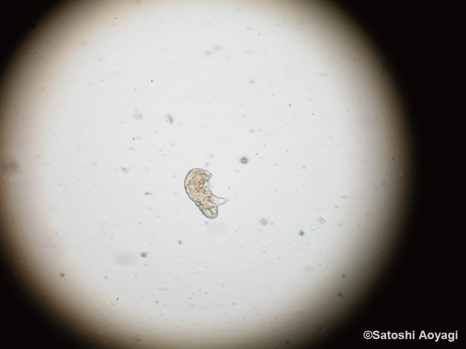 画像:クマムシ40倍