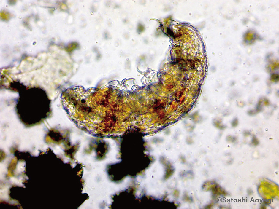 画像:クマムシ100倍