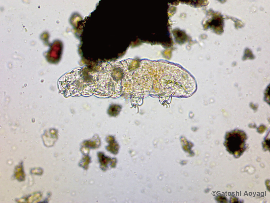 画像:クマムシ100倍
