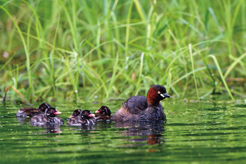 画像:カイツブリの親子