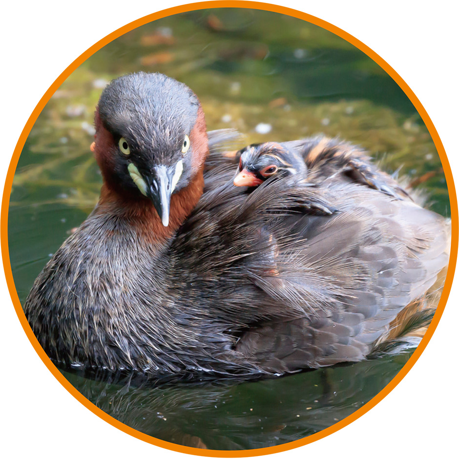 画像:カイツブリ