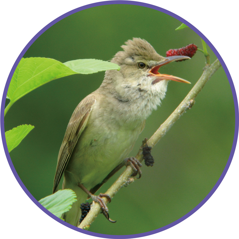 画像:オオヨシキリ