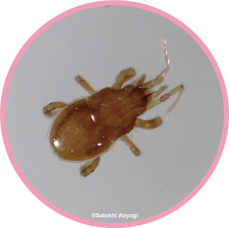 画像:トゲダニの仲間