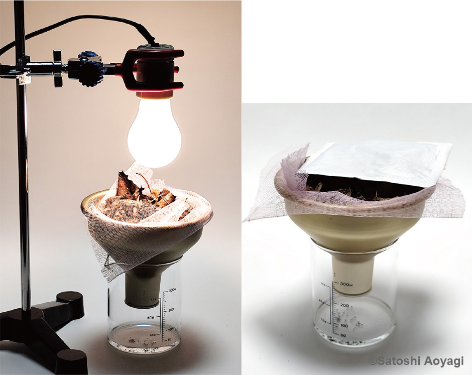 画像:ツルグレン装置