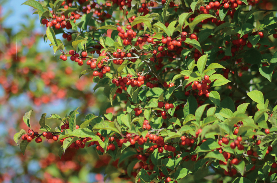 画像:ウメモドキ