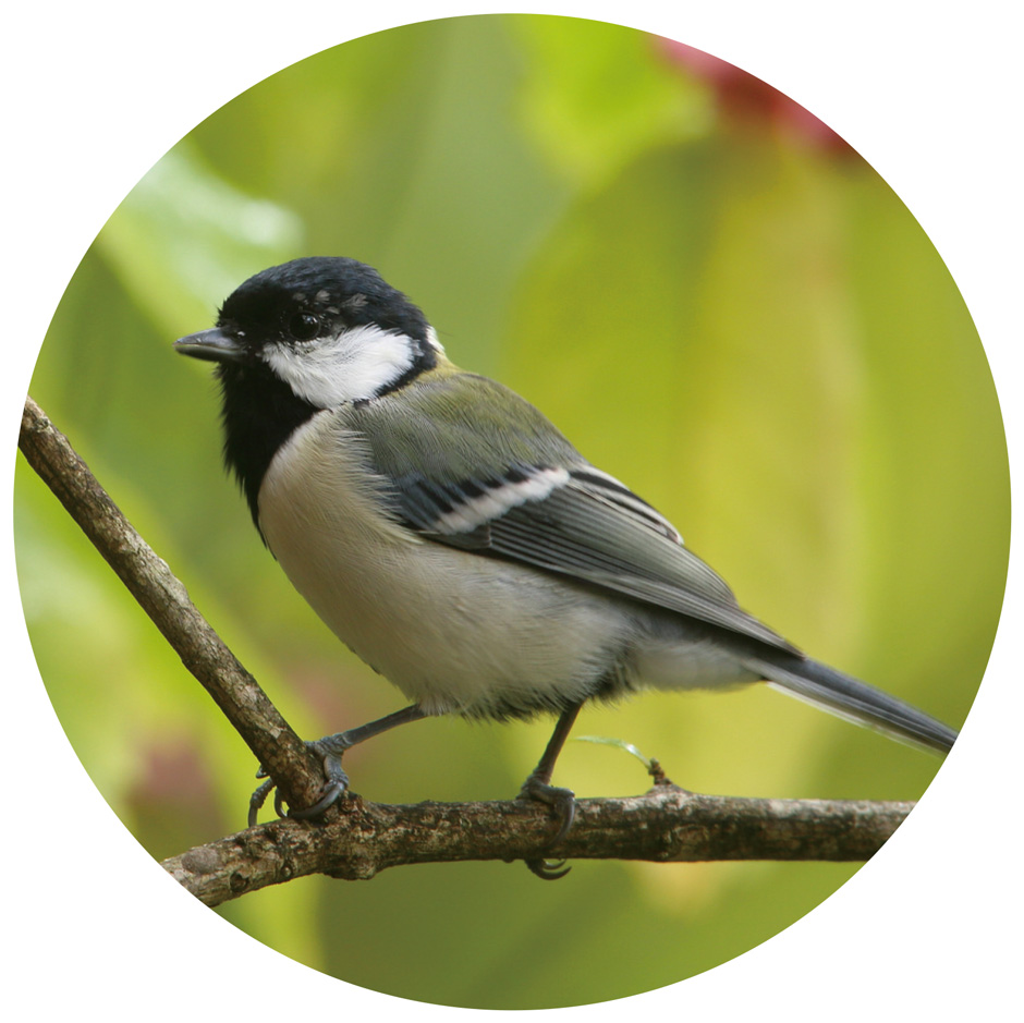 画像:シジュウカラ