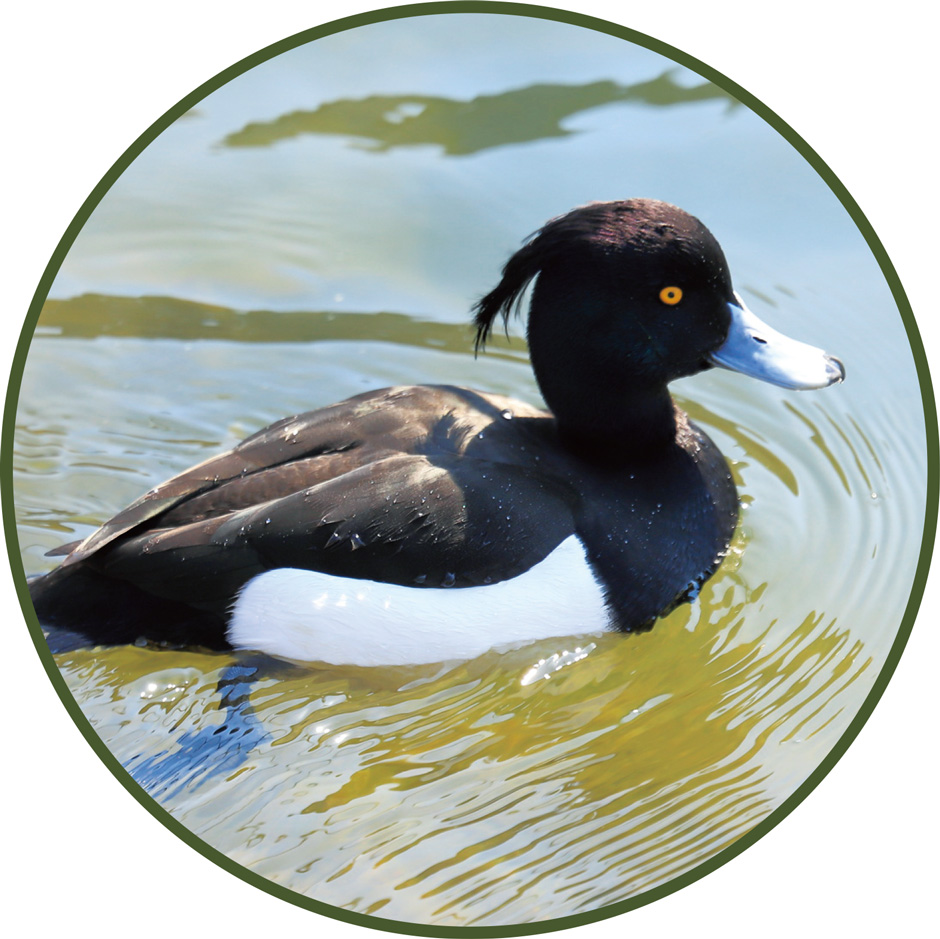 画像:キンクロハジロ